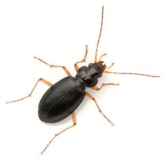 Nebria eschscholtzii by (c) Koji Shiraiwa, some rights reserved (CC BY), uploaded by Koji Shiraiwa. Used under a CC-BY license.