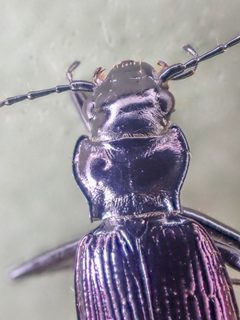 Nebria meanyi by (c) Trevor Van Loon, some rights reserved (CC BY), uploaded by Trevor Van Loon. Used under a CC-BY license.