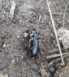 Nebria suturalis by (c) Tyler Ekholm, some rights reserved (CC BY), uploaded by Tyler Ekholm. Used under a CC-BY license.
