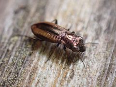 Notiophilus by (c) giantcicada, some rights reserved (CC BY), uploaded by giantcicada. Used under a CC-BY license.