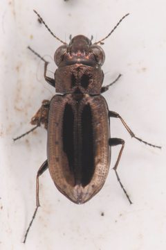 Notiophilus by (c) Trevor Van Loon, some rights reserved (CC BY), uploaded by Trevor Van Loon. Used under a CC-BY license.