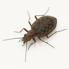 Opisthius richardsoni by (c) Koji Shiraiwa, some rights reserved (CC BY), uploaded by Koji Shiraiwa. Used under a CC-BY license.