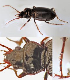 Nebria brevicollis by (c) Martin Cooper, some rights reserved (CC BY). Used under a CC-BY license.