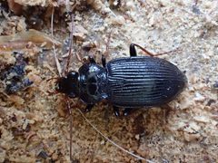 Nebria brevicollis by (c) Julien Renoult, some rights reserved (CC BY), uploaded by Julien Renoult. Used under a CC-BY license.