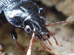 Nebria brevicollis by (c) Julien Renoult, some rights reserved (CC BY), uploaded by Julien Renoult. Used under a CC-BY license.