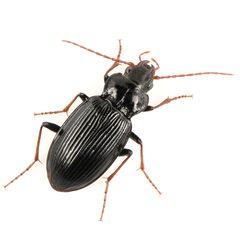 Nebria brevicollis by (c) Koji Shiraiwa, some rights reserved (CC BY), uploaded by Koji Shiraiwa. Used under a CC-BY license.