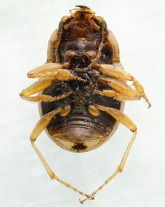 Omophron dentatum by (c) Don Loarie,保留部分权利(CC BY), 由 Don Loarie 上传. Used under a CC-BY license.