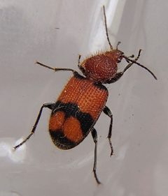 Panagaeus fasciatus by (c) promiseminime, some rights reserved (CC BY). Used under a CC-BY license.