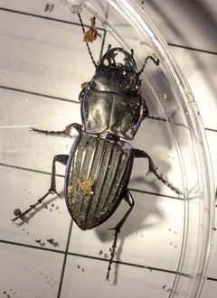 Pasimachus marginatus by (c) Ben Machado, some rights reserved (CC BY), uploaded by Ben Machado. Used under a CC-BY license.