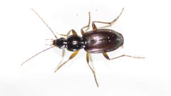 Agonum gratiosum by (c) Dan MacNeal, some rights reserved (CC BY), uploaded by Dan MacNeal. Used under a CC-BY license.