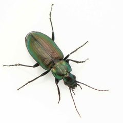 Agonum suturale by (c) Koji Shiraiwa, some rights reserved (CC BY), uploaded by Koji Shiraiwa. Used under a CC-BY license.