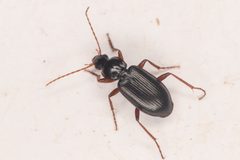 Calathus advena by (c) Trevor Van Loon, some rights reserved (CC BY), uploaded by Trevor Van Loon. Used under a CC-BY license.