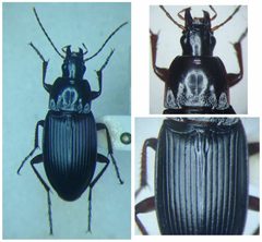 Calathus fuscipes by (c) PLAT Vincent, some rights reserved (CC BY), uploaded by PLAT Vincent. Used under a CC-BY license.