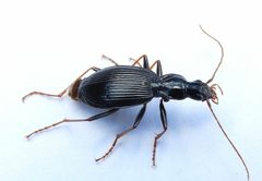 Platynus angustatus by (c) jimeckert49, some rights reserved (CC BY). Used under a CC-BY license.