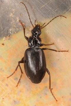 Platynus brunneomarginatus by (c) Trevor Van Loon, some rights reserved (CC BY), uploaded by Trevor Van Loon. Used under a CC-BY license.