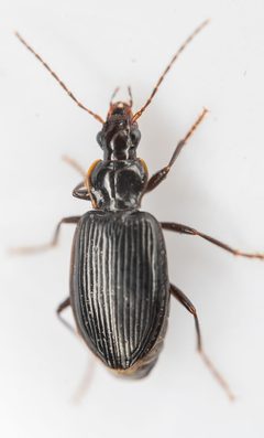 Platynus brunneomarginatus by (c) Michael Warner, some rights reserved (CC BY), uploaded by Michael Warner. Used under a CC-BY license.