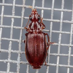 Plochionus timidus by (c) Victor Engel, some rights reserved (CC BY), uploaded by Victor Engel. Used under a CC-BY license.