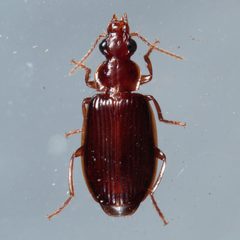 Plochionus timidus by (c) Victor Engel, some rights reserved (CC BY), uploaded by Victor Engel. Used under a CC-BY license.