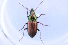 Poecilus chalcites by (c) Owen Strickland, some rights reserved (CC BY), uploaded by Owen Strickland. Used under a CC-BY license.