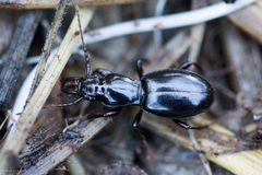Promecognissimus laevissimus by (c) Ken-ichi Ueda, some rights reserved (CC BY), uploaded by Ken-ichi Ueda. Used under a CC-BY license.