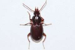 Gastrellarius honestus by (c) Owen Strickland, some rights reserved (CC BY), uploaded by Owen Strickland. Used under a CC-BY license.