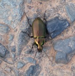 Poecilus by (c) gailhampshire, some rights reserved (CC BY). Used under a CC-BY license.