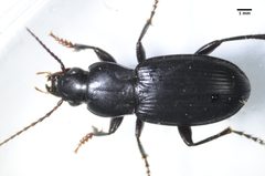 Pterostichus californicus by (c) Don Loarie, some rights reserved (CC BY). Used under a CC-BY license.