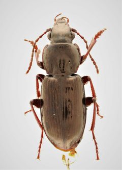 Pterostichus pensylvanicus by no rights reserved, uploaded by Nick Bédard. Used under a CC0 license.