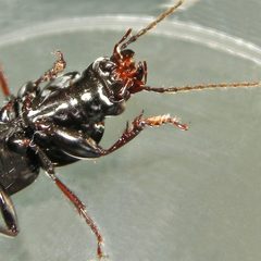 Pterostichus stygicus by (c) Bill Keim, some rights reserved (CC BY). Used under a CC-BY license.