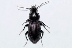Pterostichus stygicus by (c) Owen Strickland, some rights reserved (CC BY), uploaded by Owen Strickland. Used under a CC-BY license.