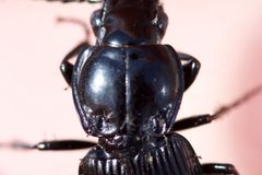 Pterostichus stygicus by (c) Owen Strickland, some rights reserved (CC BY), uploaded by Owen Strickland. Used under a CC-BY license.