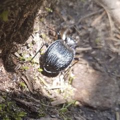 Scaphinotus irregularis by (c) Will Kuhn, some rights reserved (CC BY), uploaded by Will Kuhn. Used under a CC-BY license.