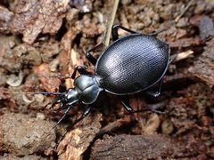 Scaphinotus punctatus by (c) Cricket Raspet, some rights reserved (CC BY), uploaded by Cricket Raspet. Used under a CC-BY license.