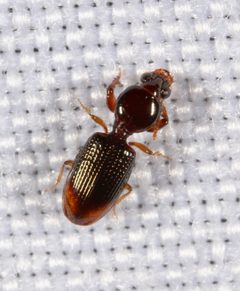 Aspidoglossa subangulata by (c) Joshua Ebright, some rights reserved (CC BY), uploaded by Joshua Ebright. Used under a CC-BY license.