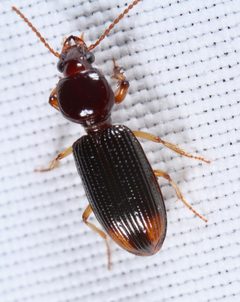 Aspidoglossa subangulata by (c) Joshua Ebright, some rights reserved (CC BY), uploaded by Joshua Ebright. Used under a CC-BY license.