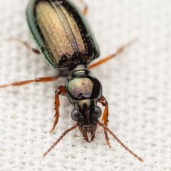 Semiardistomis viridis by (c) Justin Williams, some rights reserved (CC BY), uploaded by Justin Williams. Used under a CC-BY license.