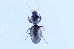 Dyschirius globulosus by (c) Owen Strickland, some rights reserved (CC BY), uploaded by Owen Strickland. Used under a CC-BY license.