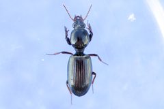 Dyschirius sphaericollis by (c) Owen Strickland, some rights reserved (CC BY), uploaded by Owen Strickland. Used under a CC-BY license.