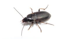Stenolophus fuliginosus by (c) Dan MacNeal, some rights reserved (CC BY), uploaded by Dan MacNeal. Used under a CC-BY license.