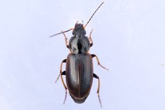 Stenolophus fuliginosus by (c) Owen Strickland, some rights reserved (CC BY), uploaded by Owen Strickland. Used under a CC-BY license.