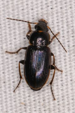 Stenolophus incultus by (c) Trevor Van Loon, some rights reserved (CC BY), uploaded by Trevor Van Loon. Used under a CC-BY license.
