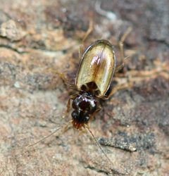Tachys proximus by (c) Even Dankowicz, some rights reserved (CC BY), uploaded by Even Dankowicz. Used under a CC-BY license.