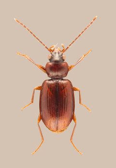 Tachys pumilus by no rights reserved, uploaded by Nick Bédard. Used under a CC0 license.