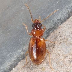 Tachys scitulus by (c) Victor Engel, some rights reserved (CC BY), uploaded by Victor Engel. Used under a CC-BY license.