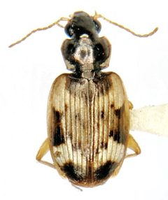 Tetragonoderus fasciatus by (c) Michael K. Oliver, some rights reserved (CC BY), uploaded by Michael K. Oliver. Used under a CC-BY license.