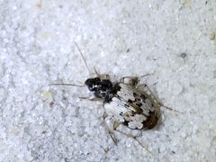 Tetragonoderus latipennis by (c) Tyler Bishop, some rights reserved (CC BY), uploaded by Tyler Bishop. Used under a CC-BY license.