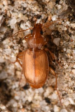 Tetragonoderus pallidus by (c) Trevor Van Loon, some rights reserved (CC BY), uploaded by Trevor Van Loon. Used under a CC-BY license.