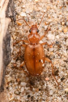 Tetragonoderus pallidus by (c) Trevor Van Loon, some rights reserved (CC BY), uploaded by Trevor Van Loon. Used under a CC-BY license.