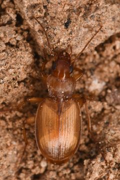 Tetragonoderus pallidus by (c) Trevor Van Loon, some rights reserved (CC BY), uploaded by Trevor Van Loon. Used under a CC-BY license.