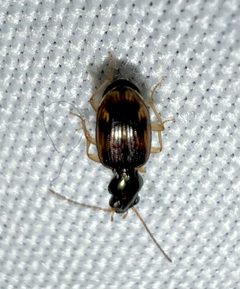 Bembidion affine by (c) Joshua Ebright, some rights reserved (CC BY), uploaded by Joshua Ebright. Used under a CC-BY license.